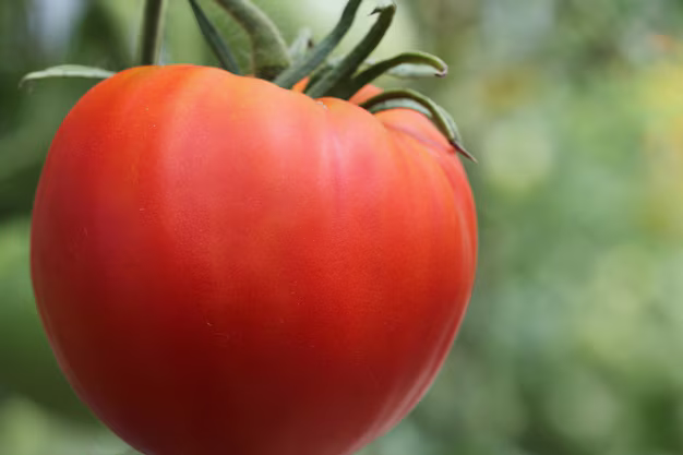 Big Red Tomato